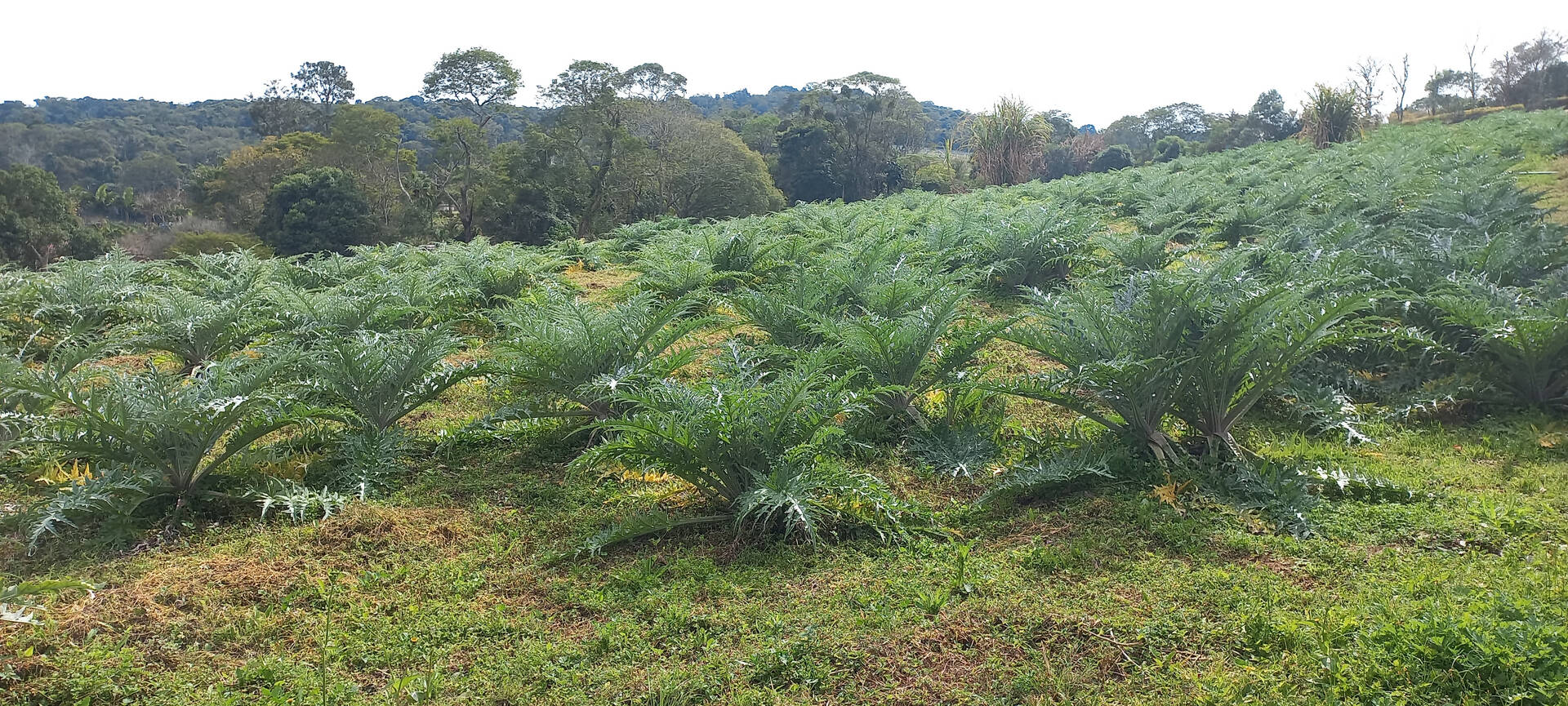 Terreno à venda, 1000m² - Foto 3