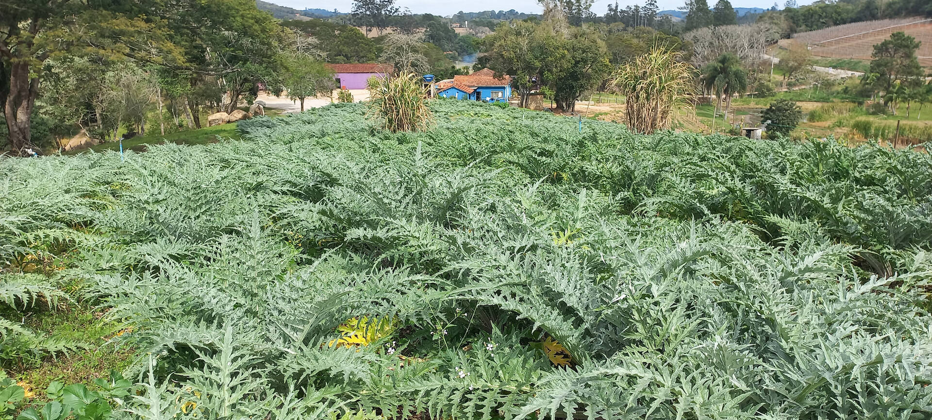 Terreno à venda, 1000m² - Foto 4