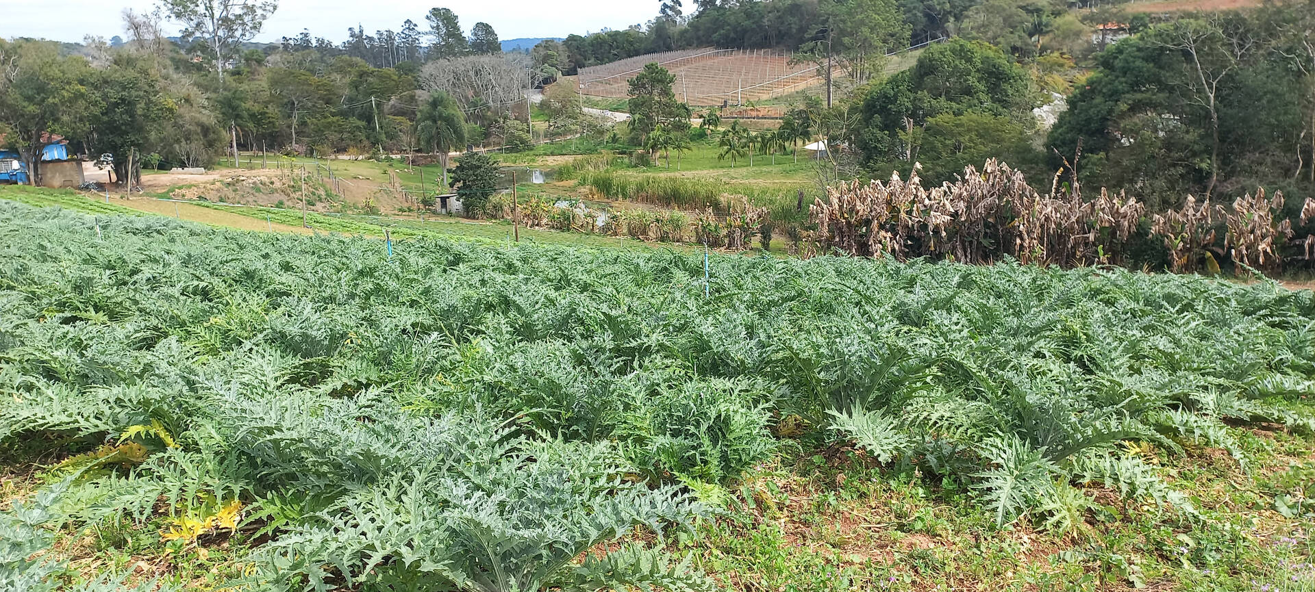Terreno à venda, 1000m² - Foto 5