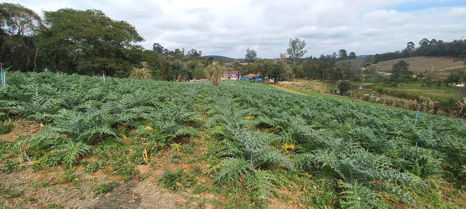Terreno à venda, 1000m² - Foto 2