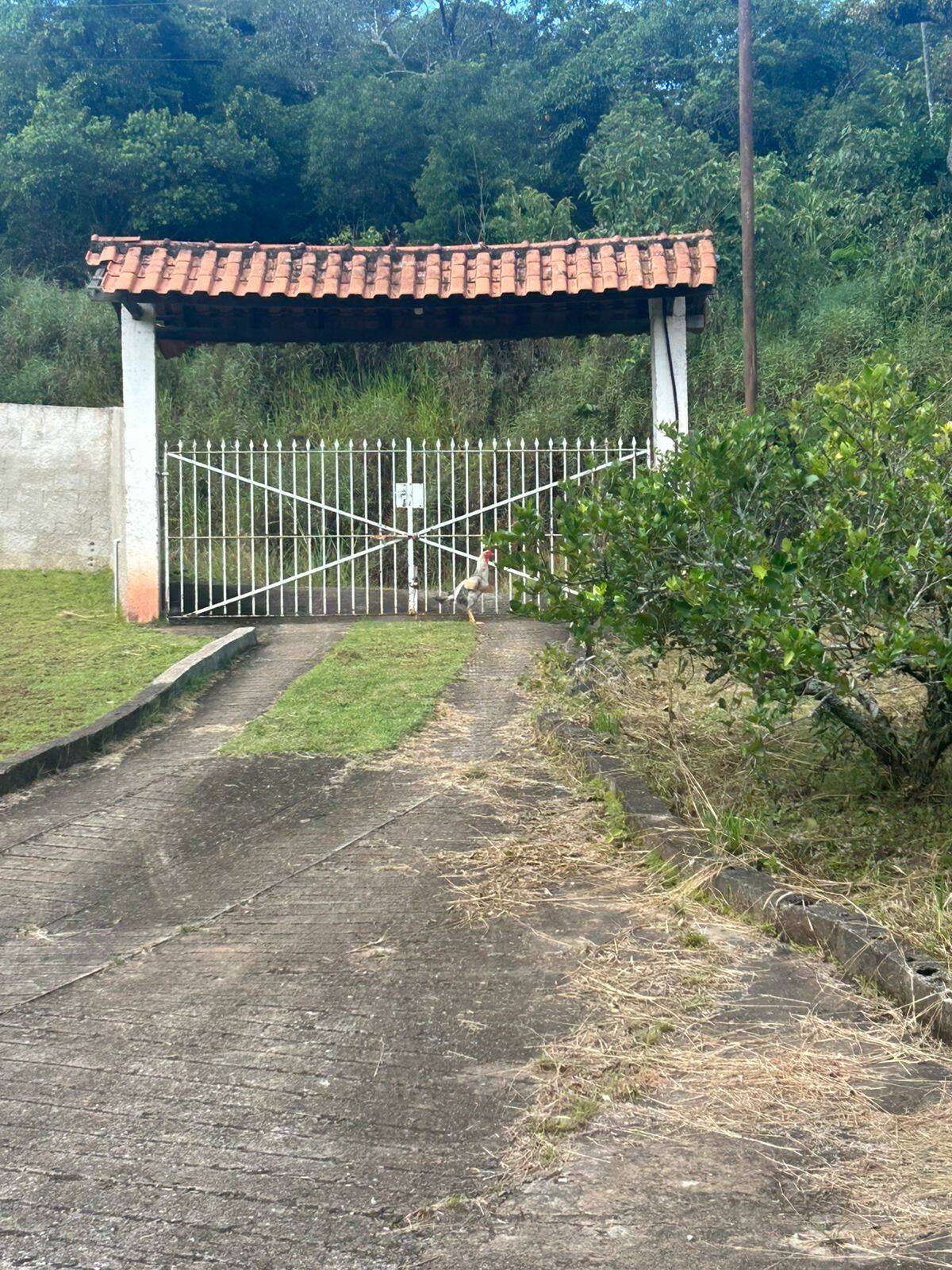 Sítio, 2 quartos, 2500 m² - Foto 26