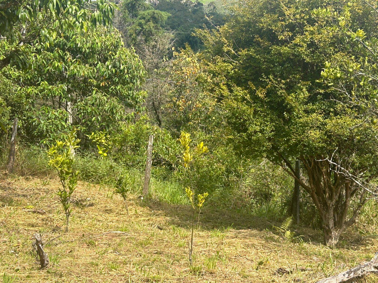 Sítio, 2 quartos, 2500 m² - Foto 28