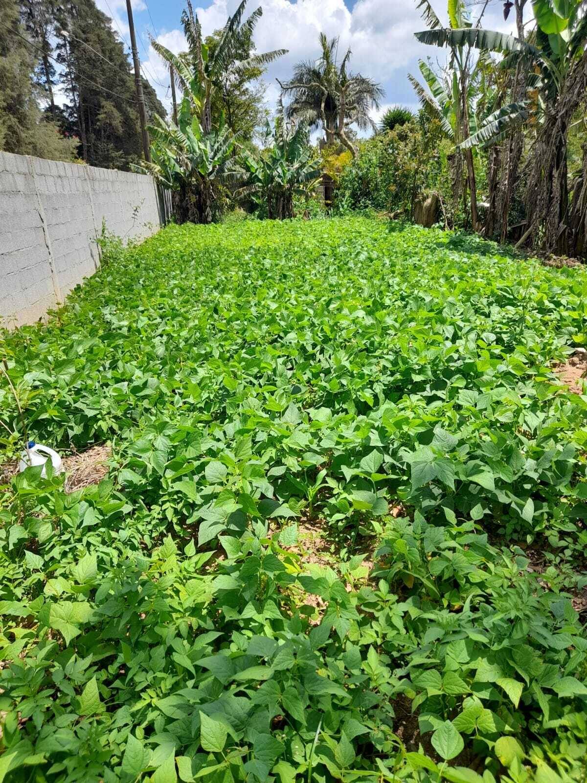 Terreno, 1830 m² - Foto 10