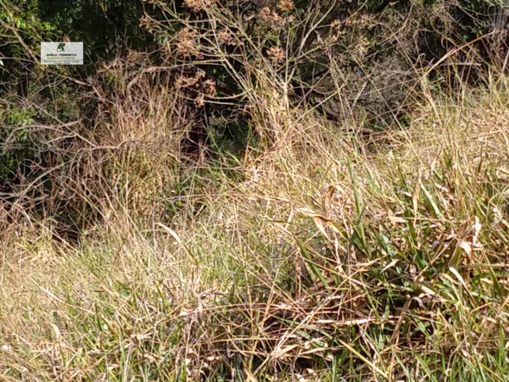 Fazenda-Sítio-Chácara, 11 hectares - Foto 17