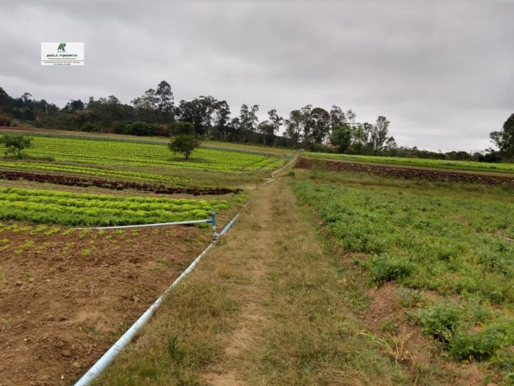 Terreno, 2500 m² - Foto 4