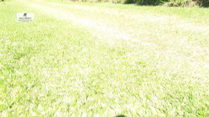 Terreno, 2 hectares - Foto 5